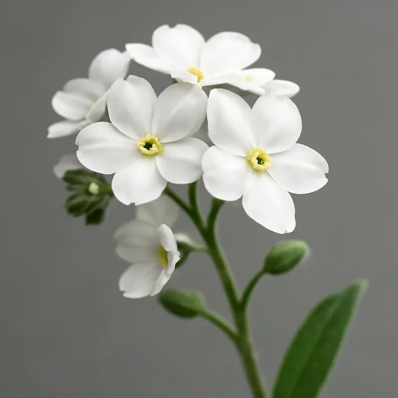 Myosotis - blanc