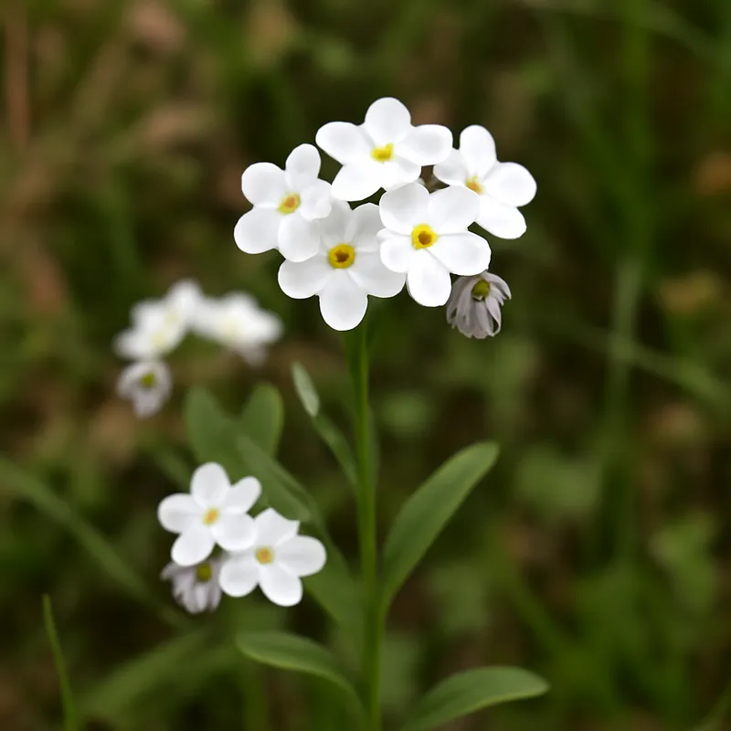 Myosotis - blanc - image 4
