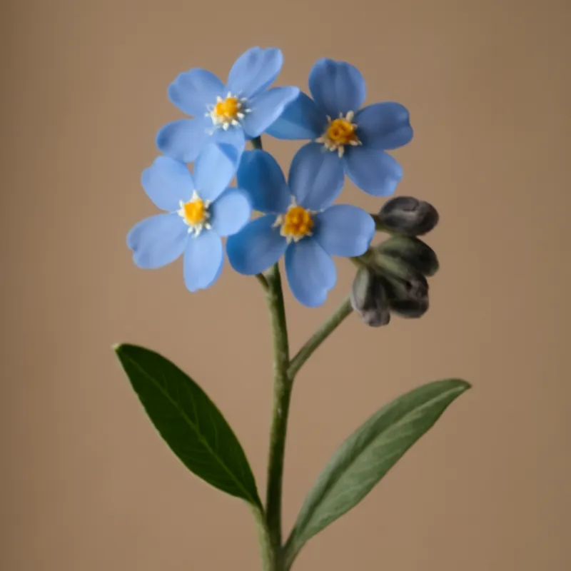 Myosotis – classique – image 1