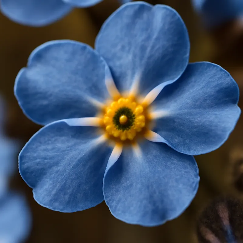 Myosotis – classique – image 2