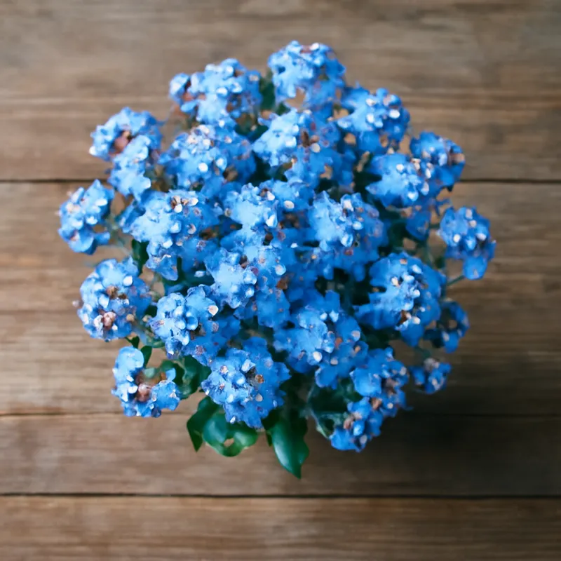 Myosotis – classique – image 3