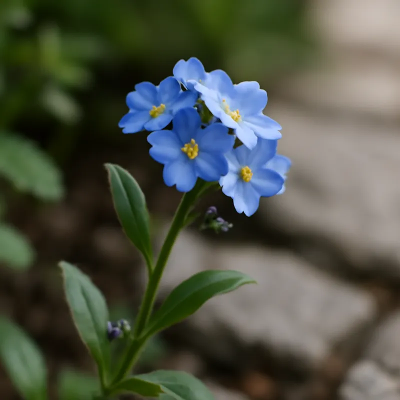 Myosotis – classique – image 4