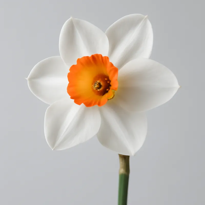Narcisse – première fleur du printemps
