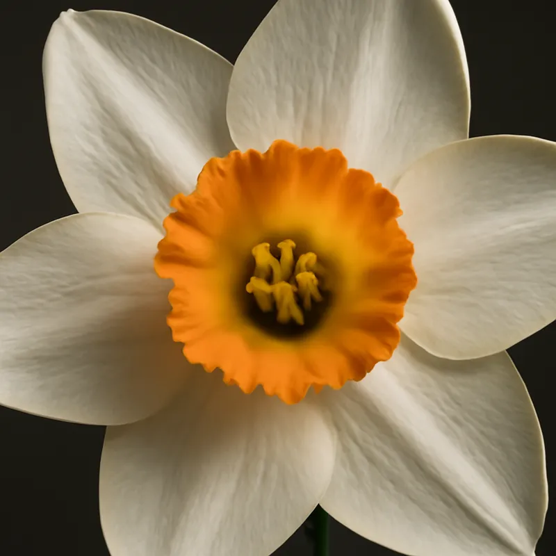 Narcisse – classique – image 2