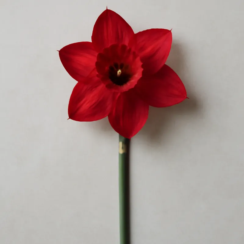 Narcisse – rouge – image 1