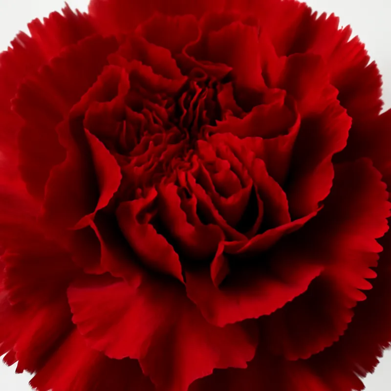 Œillet – rouge – image 2