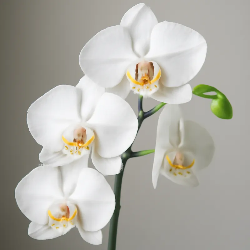 Orchidée (orchidée de mariée) – blanc – image 1