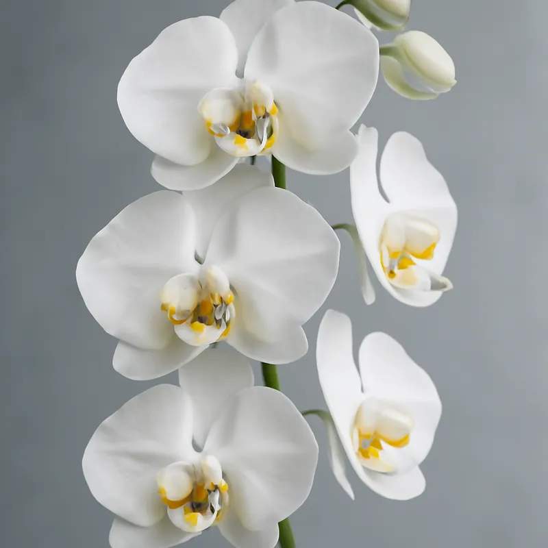 Orchidée (orchidée de mariée) – classique – image 1