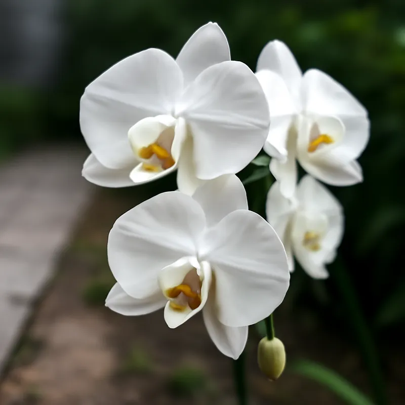 Orchidée (orchidée de mariée) – classique – image 4