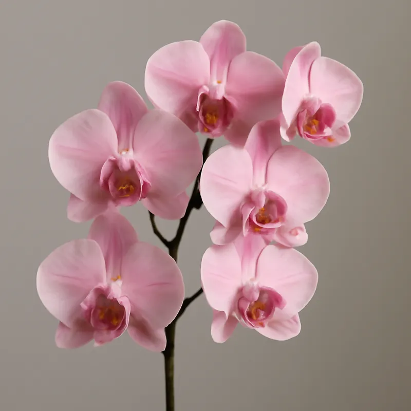 Orchidée (orchidée de mariée) – rose – image 1