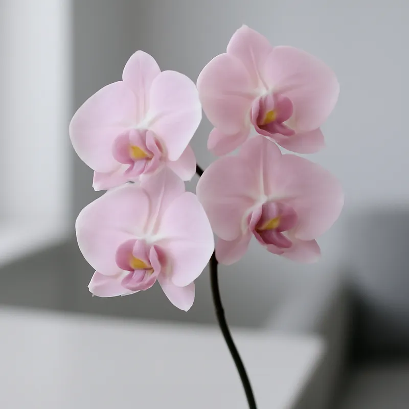 Orchidée (orchidée de mariée) – rose – image 3