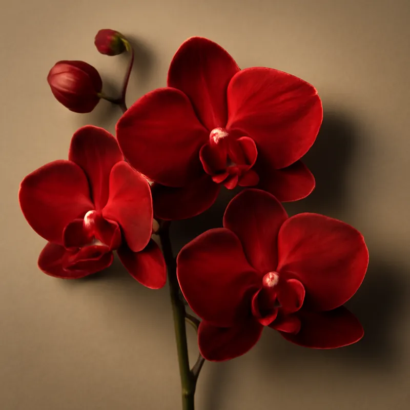 Orchidée (orchidée de mariée) – rouge – image 1