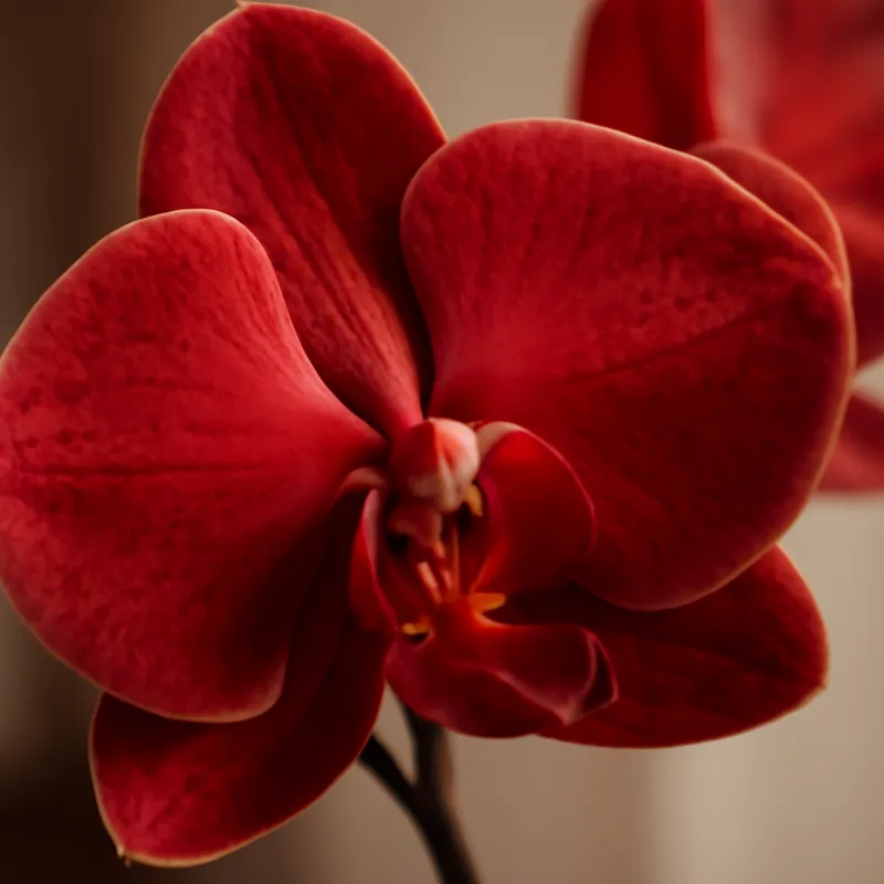 Orchidée (orchidée de mariée) – rouge – image 2