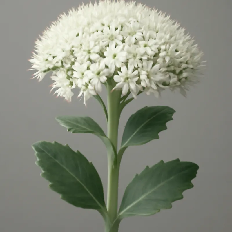 Orpin – blanc – image 1