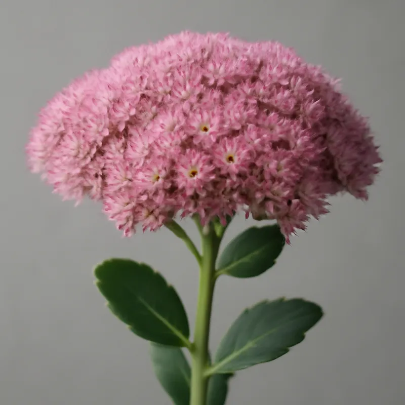 Orpin – rose – image 1