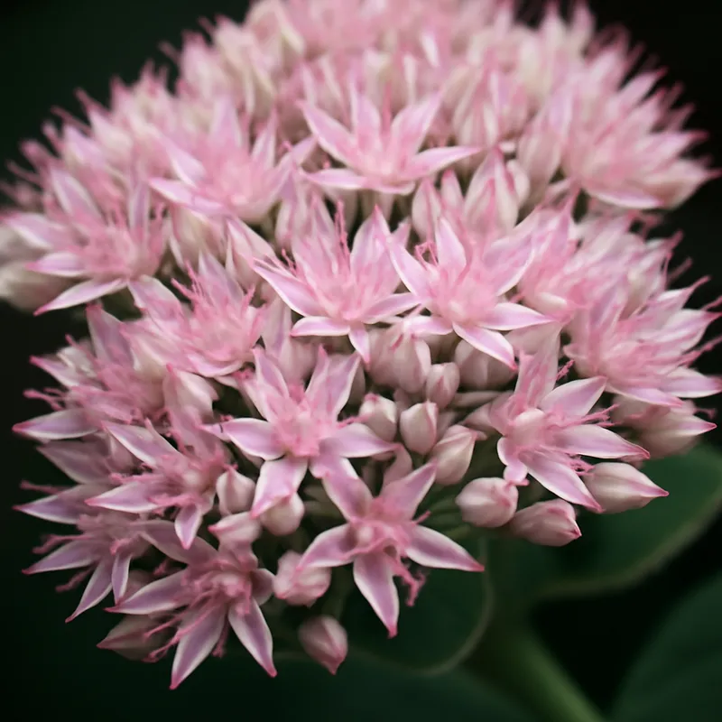 Orpin – rose – image 2