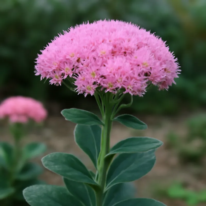 Orpin – rose – image 4