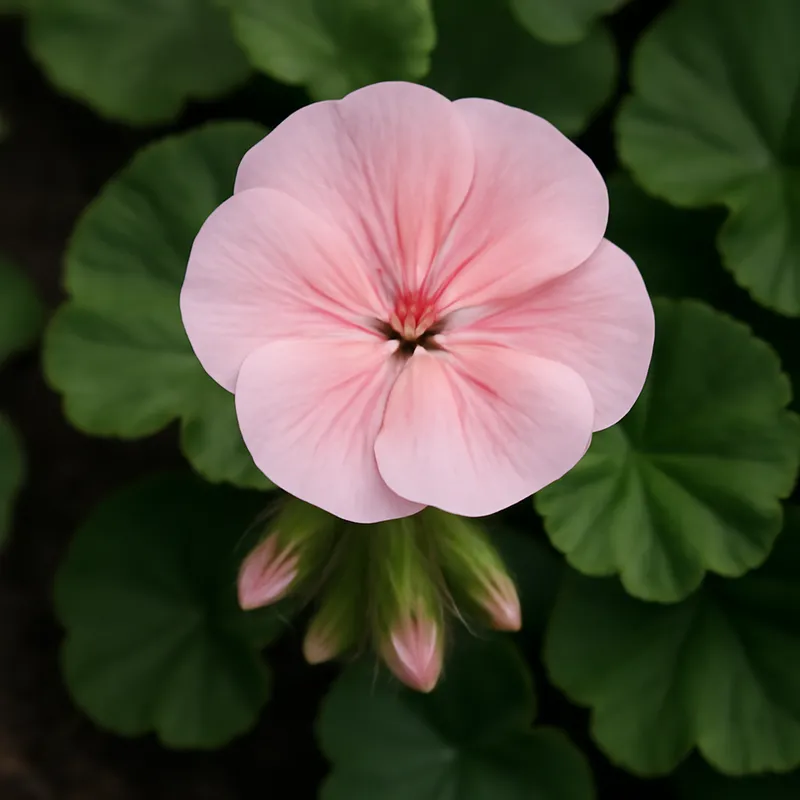 Pélargonium - rose - image 4