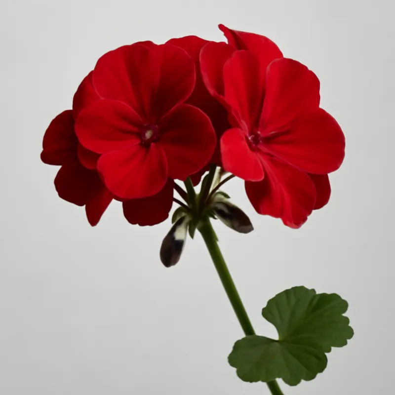 Pélargonium – rouge – image 1