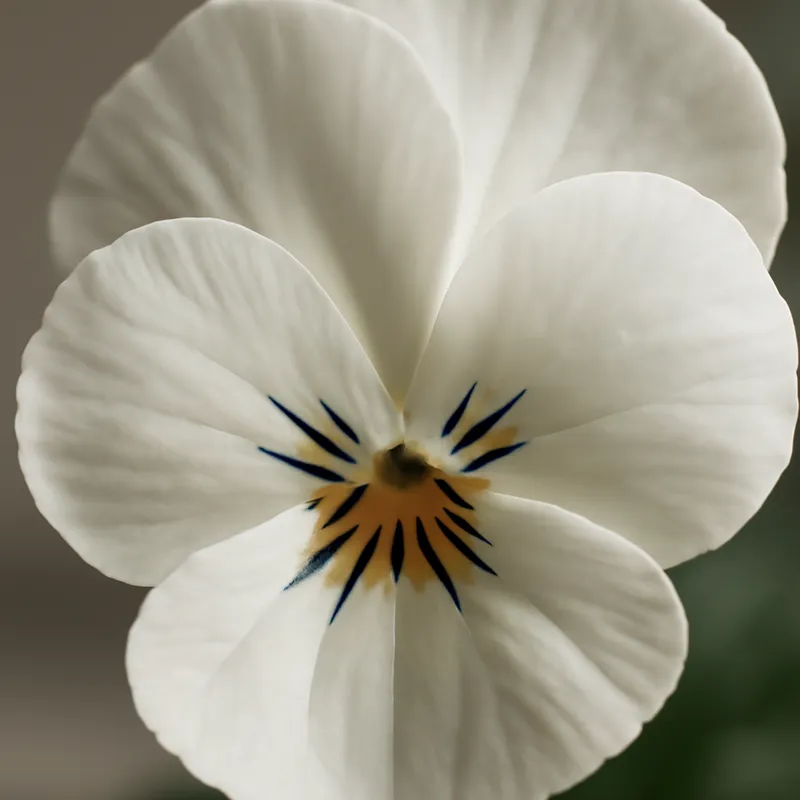 Pensée – blanc – image 2