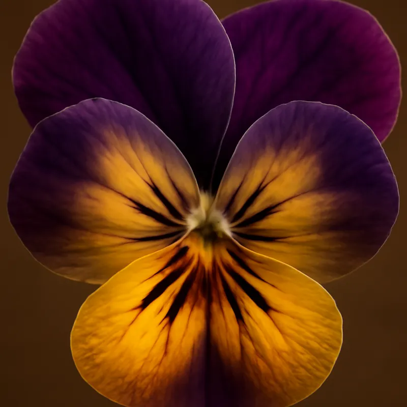 Pensée – classique – image 2