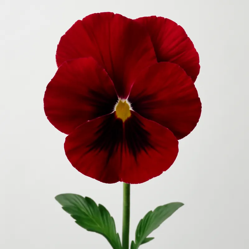 Pensée – rouge – image 1