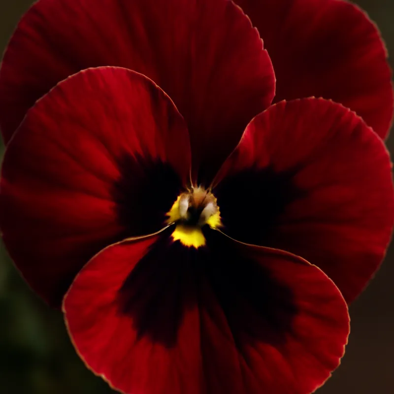 Pensée – rouge – image 2