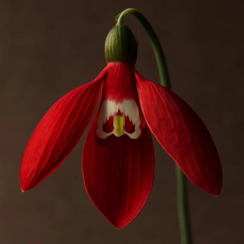 Perce-neige – rouge – image 2