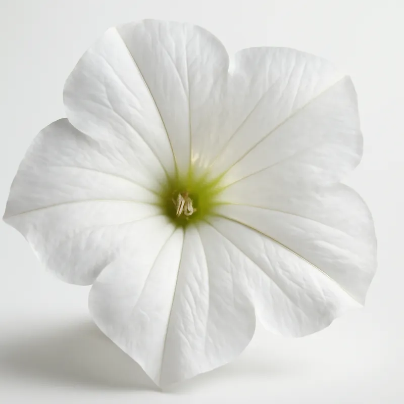Pétunia - blanc - image 2