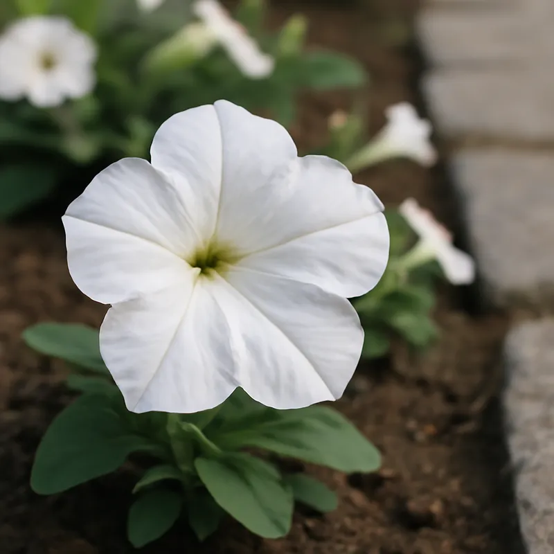Pétunia - blanc - image 4