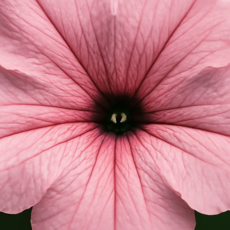 Pétunia – rose – image 2