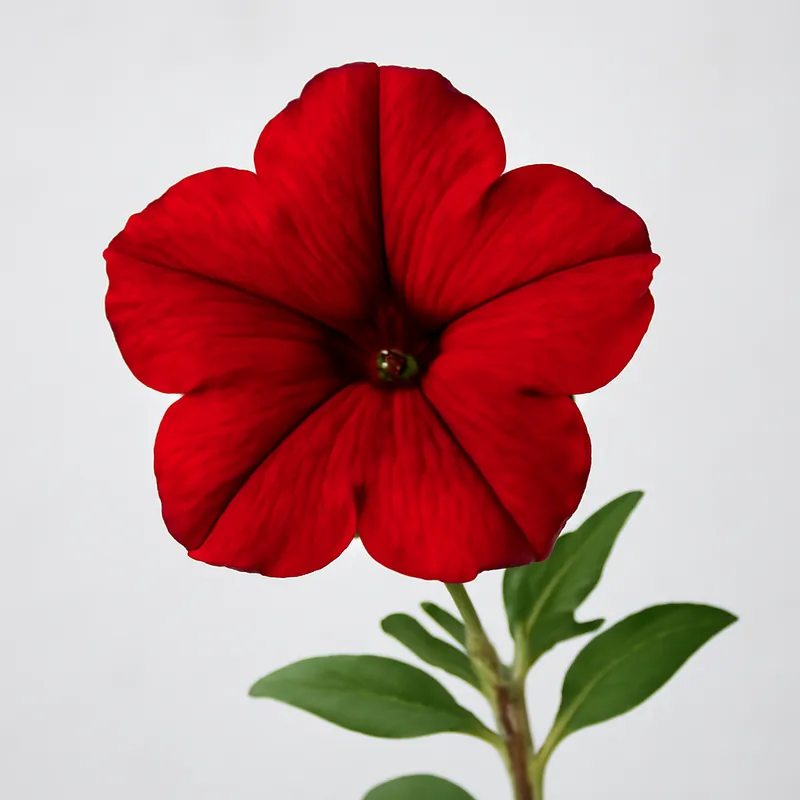Pétunia – rouge – image 1