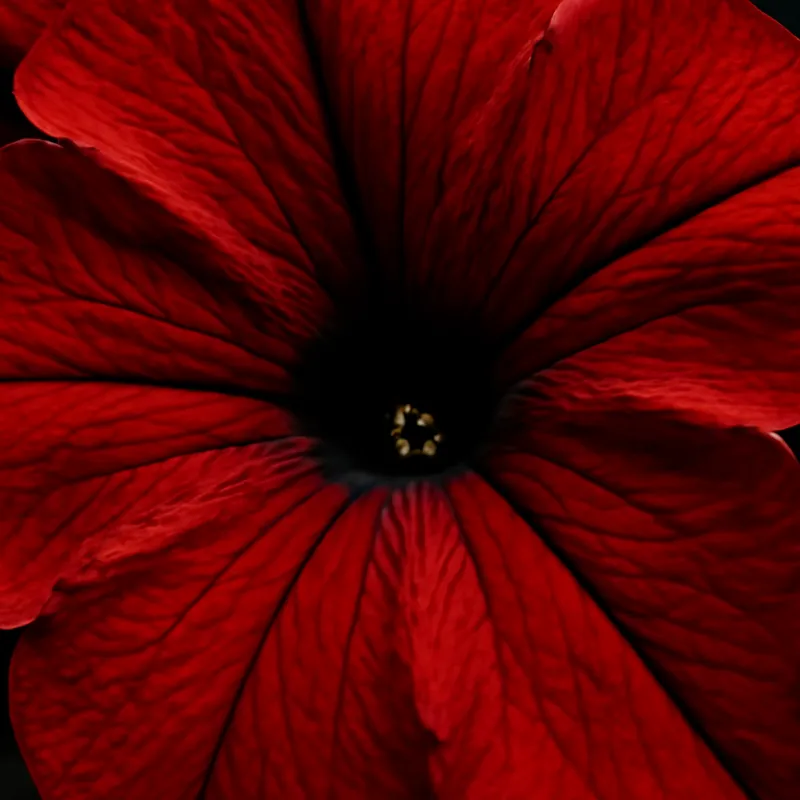 Pétunia – rouge – image 2