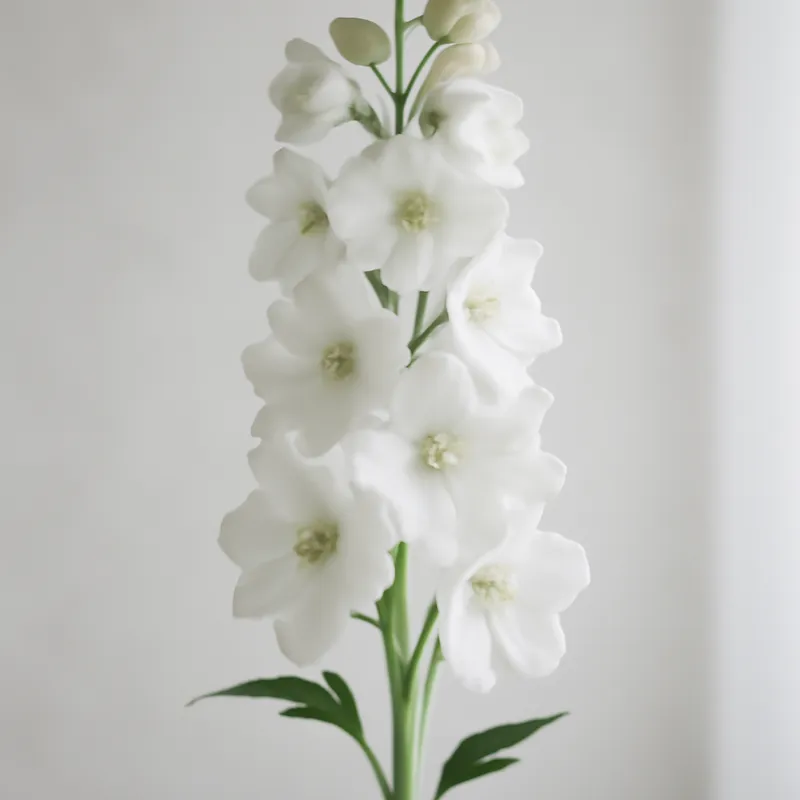 Pied d'alouette – blanc – image 1