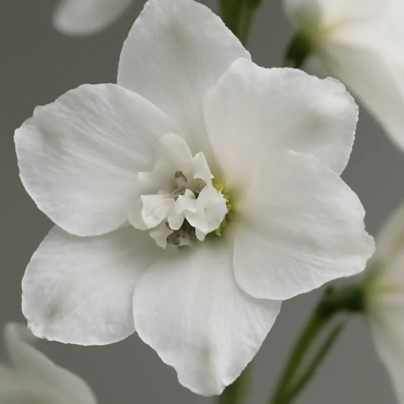 Pied d'alouette – blanc – image 2