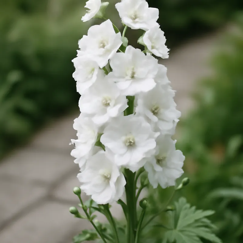 Pied d'alouette – blanc – image 4