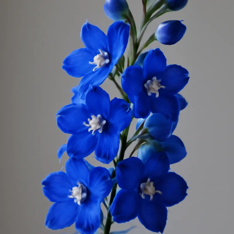 Pied d'alouette – classique – image 1