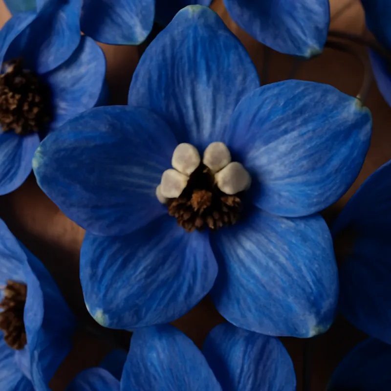 Pied d'alouette – classique – image 2