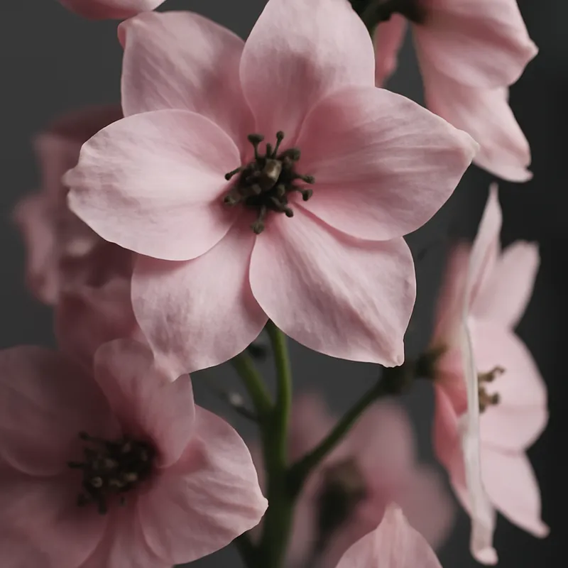 Pied d'alouette – rose – image 2