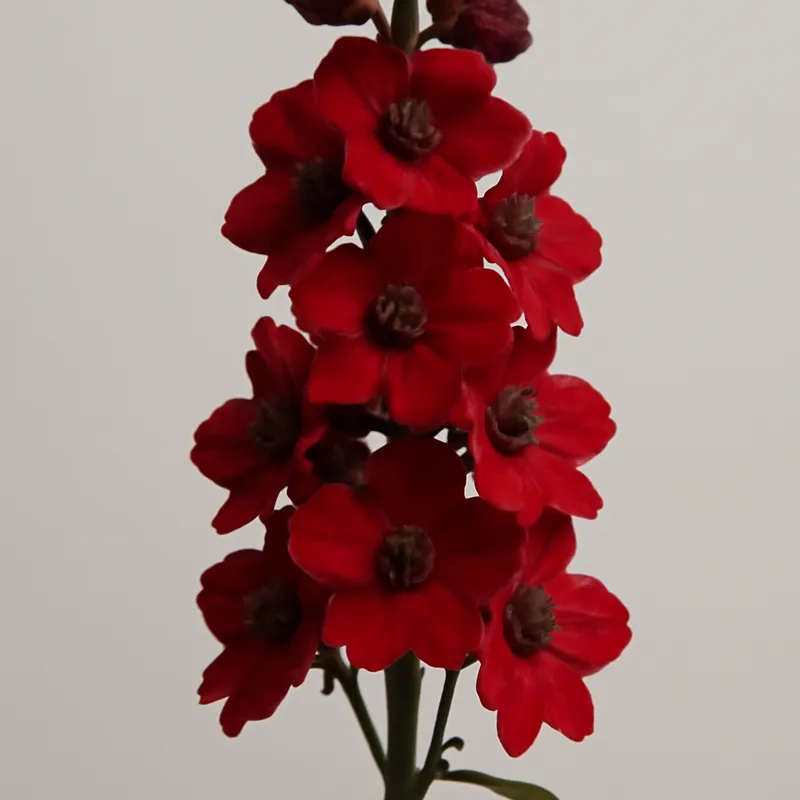 Pied d'alouette – rouge – image 1