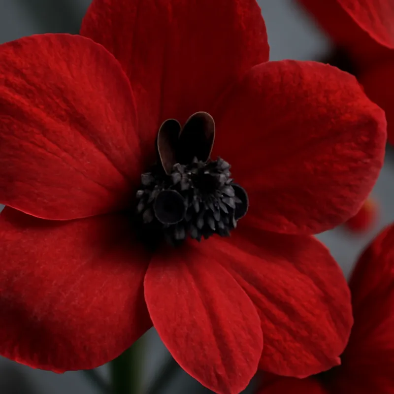 Pied d'alouette – rouge – image 2