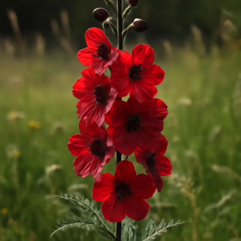 Pied d'alouette – rouge – image 4