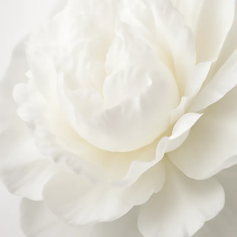 Pivoine - blanc - image 2
