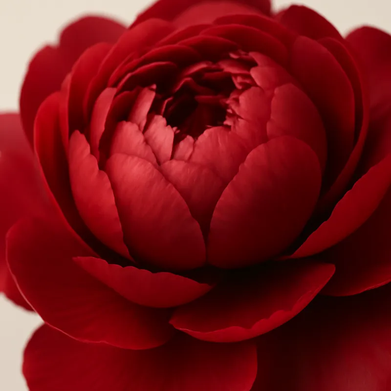 Pivoine – rouge – image 2