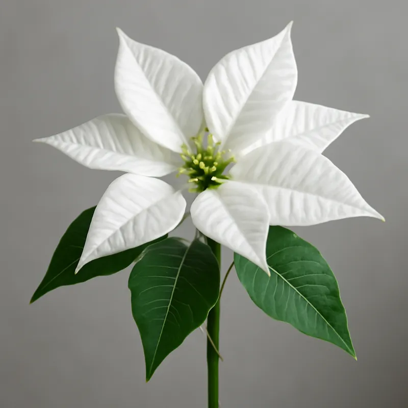 Poinsettia – blanc – image 1