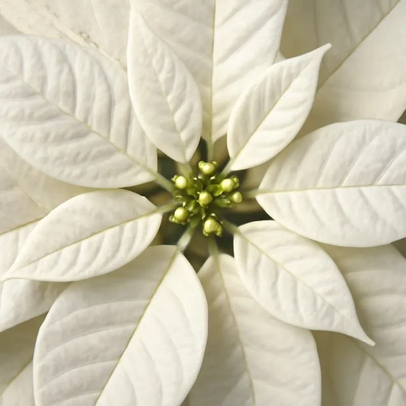 Poinsettia – blanc – image 2