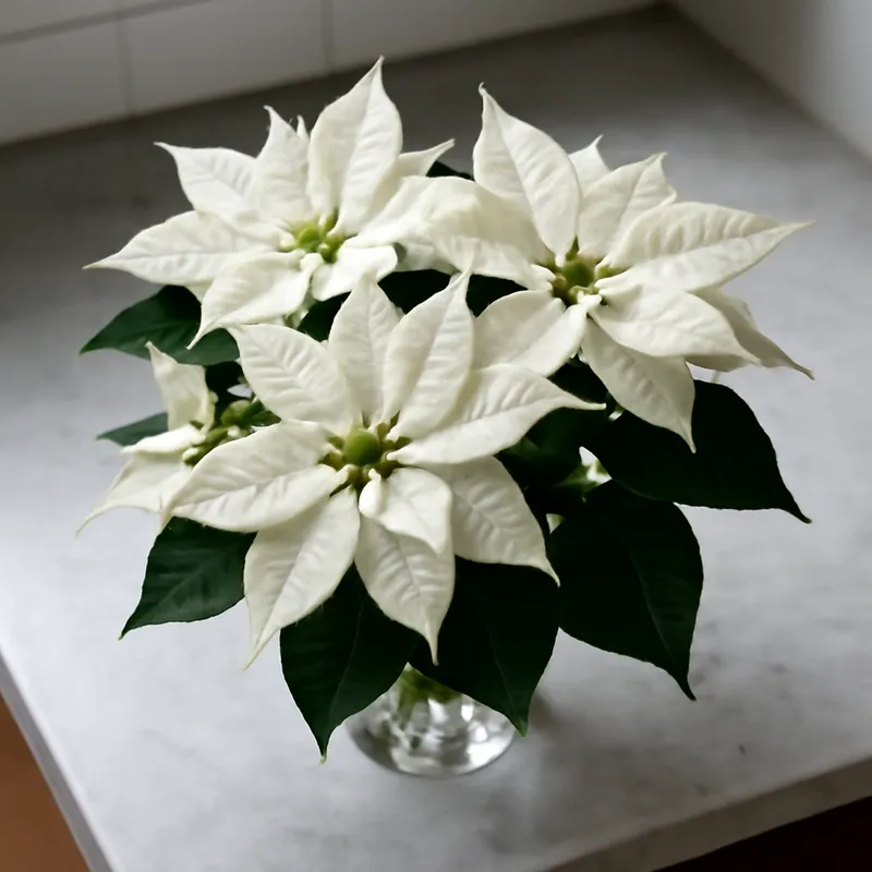 Poinsettia – blanc – image 3