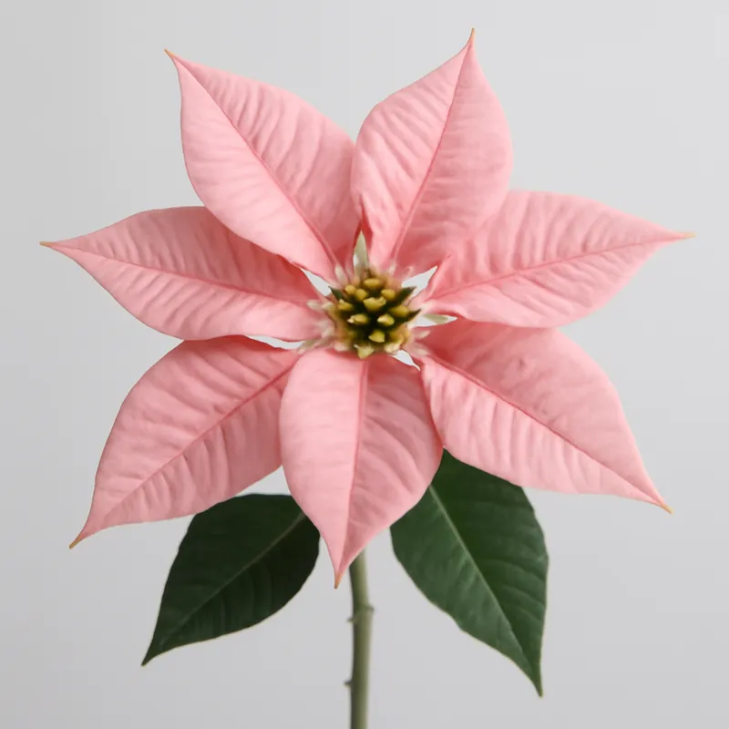 Poinsettia – rose – image 1