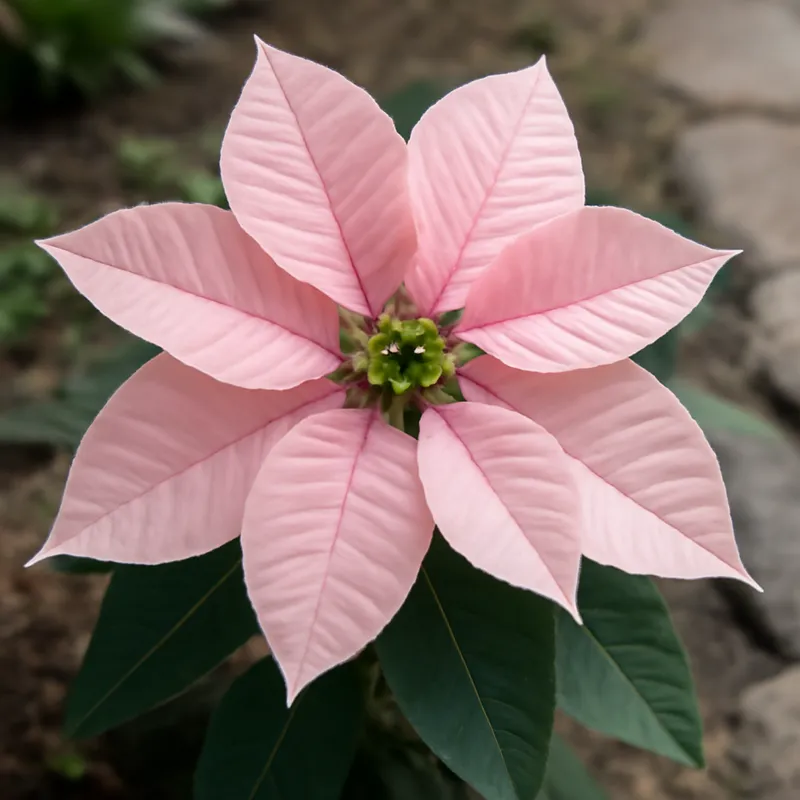 Poinsettia – rose – image 4