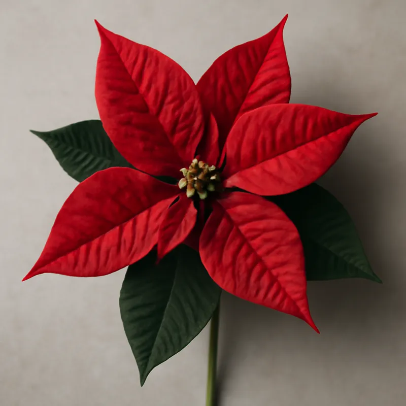 Poinsettia - rouge